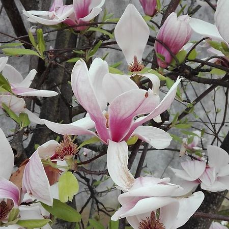 La Magnolia Appartamento Cascina Kültér fotó