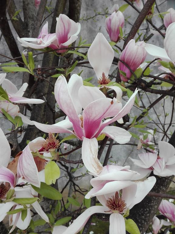 La Magnolia Appartamento Cascina Kültér fotó